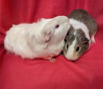 Rescue Guinea Pig Guinea Pigs for Adoption in Santa Cruz, California - Cui & Rucy | PetCurious